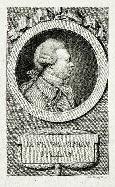 Peter Simon Pallas (lijngravure) door German School