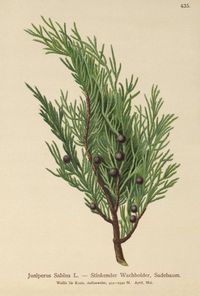 Savin Jeneverbes (Juniperus Sabina) door German School