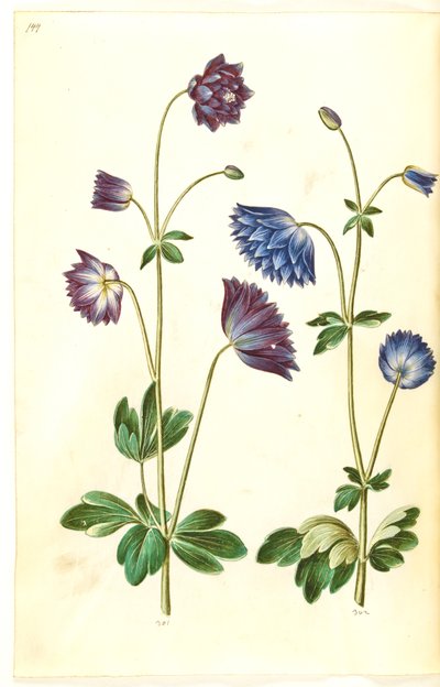 Aquilegia vulgaris (gewone akelei) door Hans Simon Holtzbecker