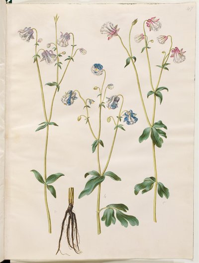 Aquilegia vulgaris (gewone akelei) door Hans Simon Holtzbecker