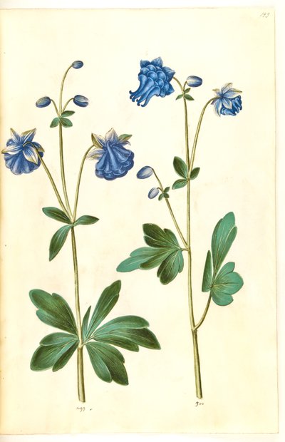 Aquilegia vulgaris (gewone akelei) door Hans Simon Holtzbecker