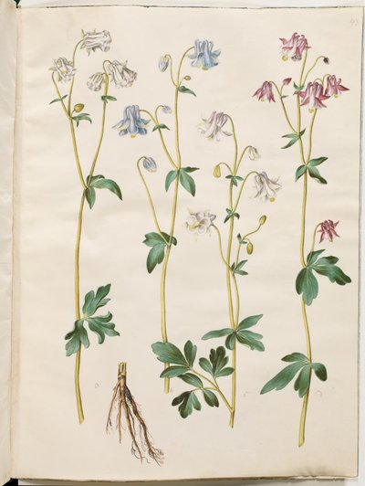 Aquilegia vulgaris (gewone akelei) door Hans Simon Holtzbecker