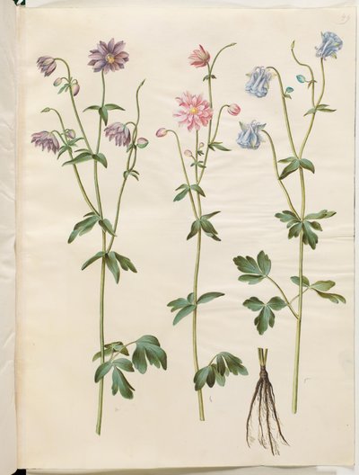 Aquilegia vulgaris (gewone akelei) door Hans Simon Holtzbecker