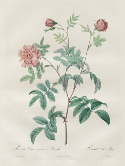 Les Roses: Rosa cinnamomea door Pierre Joseph Redouté