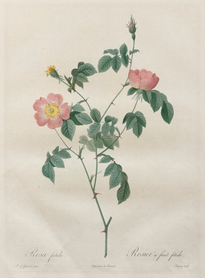 Les Roses: Rosa indica, 1817-1824 door Pierre Joseph Redouté