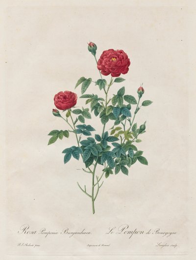 Pompon Roos, 1817-1824 door Pierre Joseph Redouté