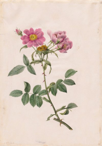 Rosa Collina Monsoniana, 1817-1824 door Pierre Joseph Redouté