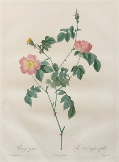 De rozen: Rosa indica door Henry Joseph Redouté