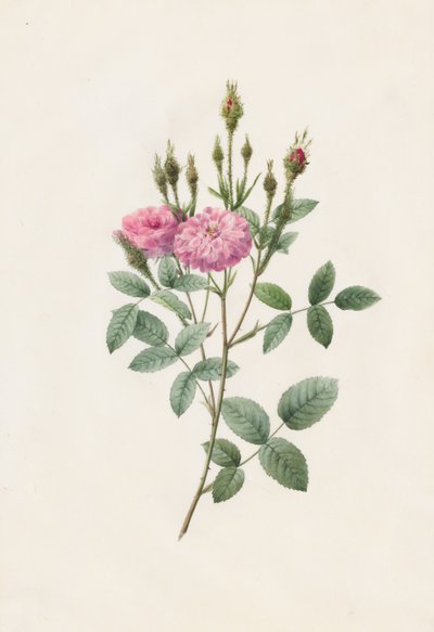 Rosa Pomponiana Muscosa door Henry Joseph Redouté