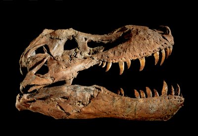 Fossiele schedel van Tyrannosaurus Rex "Sue" door Ira Block