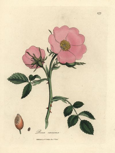 Roze hondsroos met rozenbottel, Rosa canina door James Sowerby