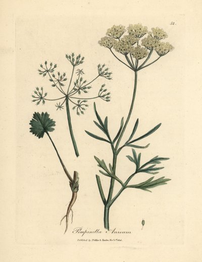 Witbloemige anijs, Pimpinella anisum door James Sowerby