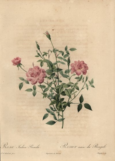 Roze miniatuur Chinese roos, Rosa chinensis door Jean Baptiste Chapuy