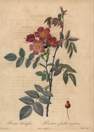 Redleaf roos, Rosa glauca door Jean Baptiste Chapuy