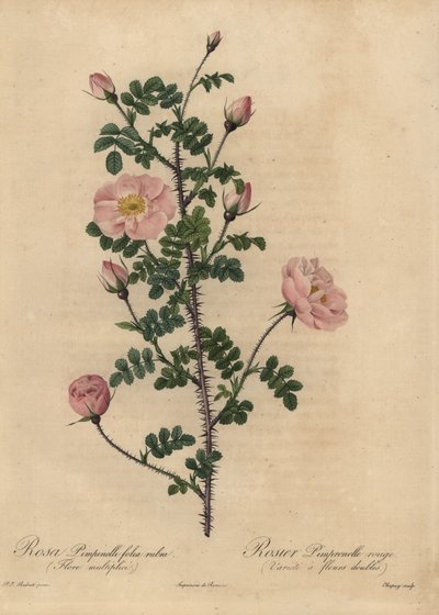 Roze Burnet roos, Rosa pimpinellifolia door Jean Baptiste Chapuy