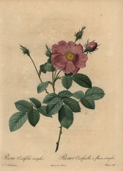 Roze roos, Rosa centifolia simplex door Jean Baptiste Chapuy