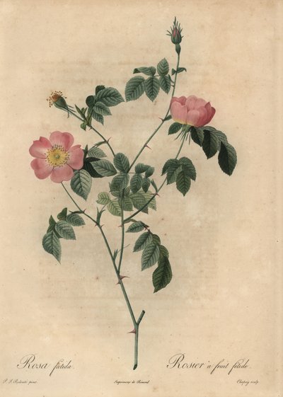 Rosa foetida, Rosier met stinkende vrucht door Jean Baptiste Chapuy