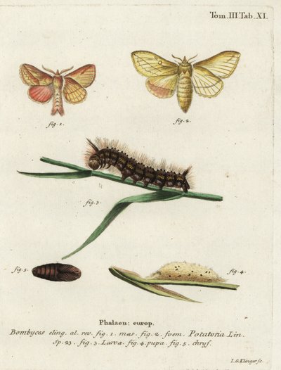 Drinkervlinder, Euthrix potatoria door Johann Georg Klinger