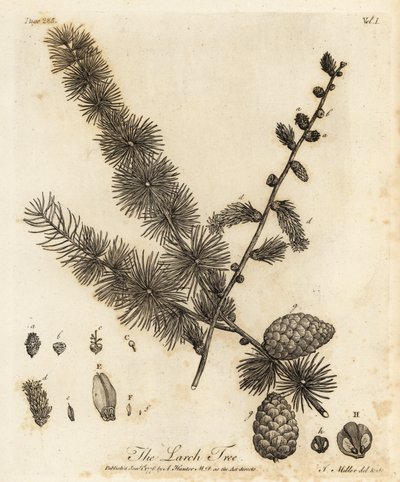 Europese lariks, Larix decidua door Johann Sebastien Muller