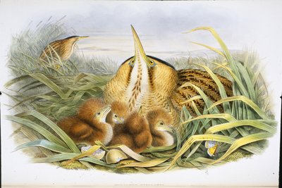 Roerdomp (Botaurus Stellaris) door John (after) Gould