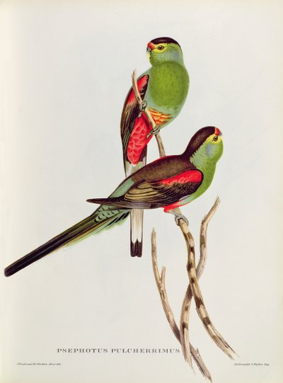 Psephotus Pulcherrimus door John Gould