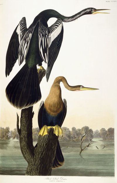 Zwartbuikdarter door John James Audubon