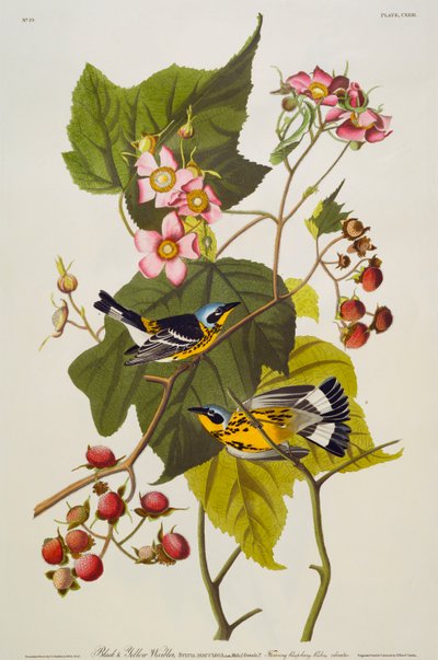 Zwart en gele zanger. Magnolia zanger door John James Audubon