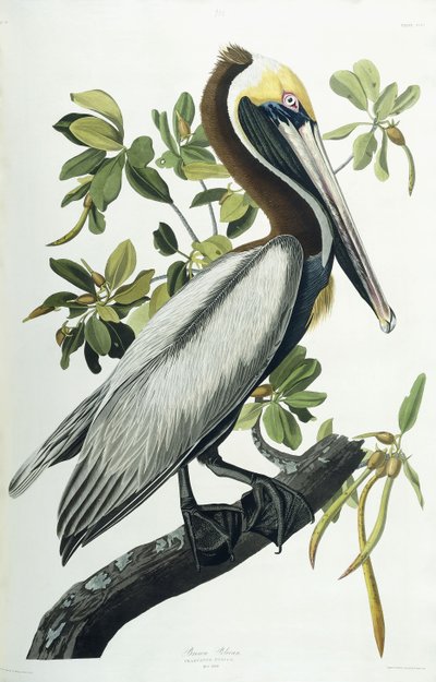 Bruine Pelikaan, 1835 door John James Audubon