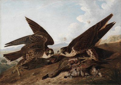 Slechtvalken (Eendenvalken) door John James Audubon