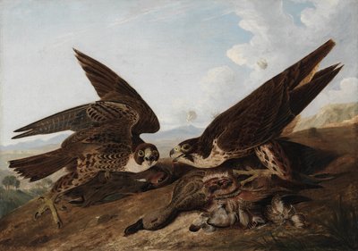 Slechtvalken door John James Audubon