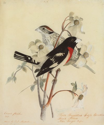 Roodborstlijster, 1938 door John James Audubon