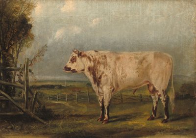 Een jonge stier door John Woodhouse Audubon