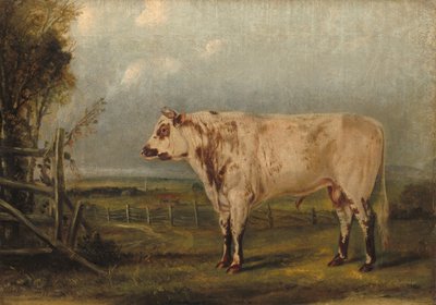 Een jonge stier, ca. 1849 door John Woodhouse Audubon