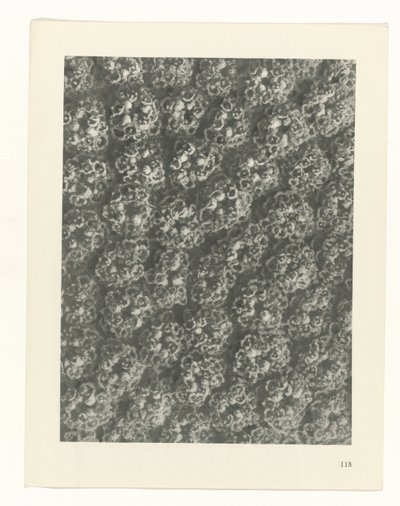 Plantstudie Urformen der Kunst (serietitel) door Karl Blossfeldt