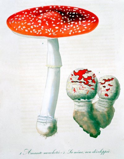 Amanita Muscaria Vliegenzwam, 1821 door LFJ Hoquart