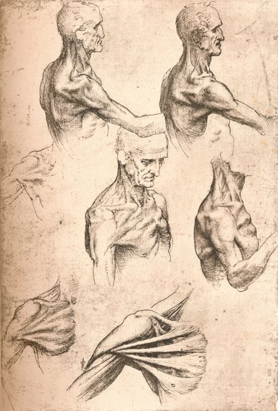 Anatomische tekening door Leonardo da Vinci