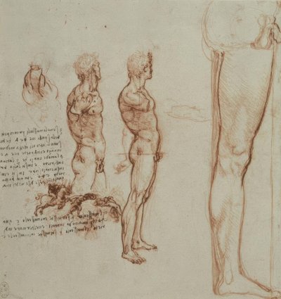 Anatomiestudies door Leonardo da Vinci