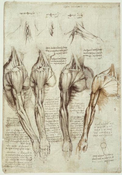 Anatomiestudies door Leonardo da Vinci