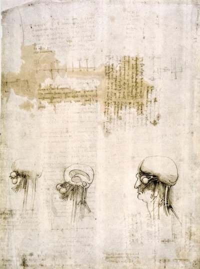 Anatomiestudies door Leonardo da Vinci