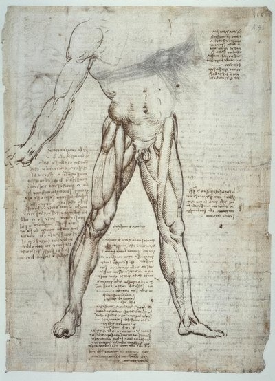 Anatomiestudies door Leonardo da Vinci