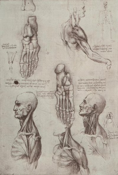 Anatomiestudies door Leonardo da Vinci