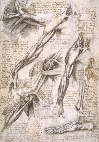 Anatomiestudies door Leonardo da Vinci