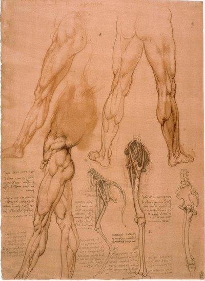 Anatomiestudies: Beenspieren door Leonardo da Vinci