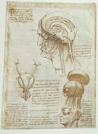 Anatomiestudies: Hersenen, hersenkamers en hersenzenuwen / mannelijk door Leonardo da Vinci