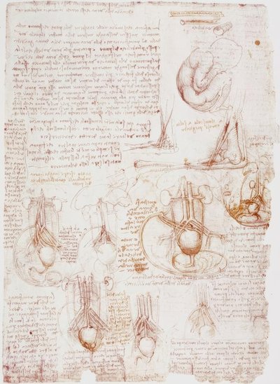 Anatomische studies: Navelstreng / Foetus door Leonardo da Vinci