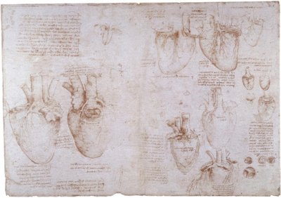 Anatomiestudies: Oppervlakteaders door Leonardo da Vinci