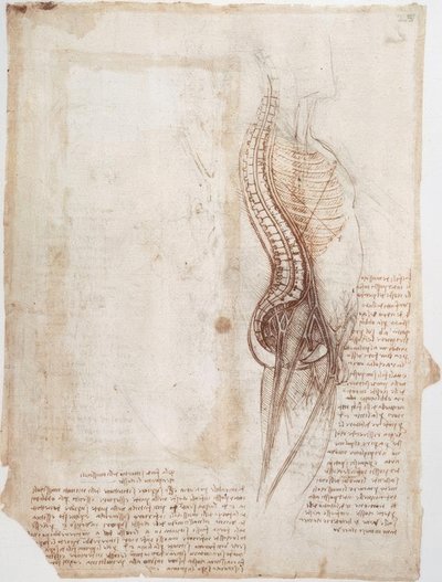 Anatomiestudies: Wervelkolom door Leonardo da Vinci