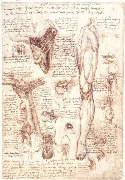 Anatomische studies: Tong, keel, strottenhoofd en slokdarm door Leonardo da Vinci