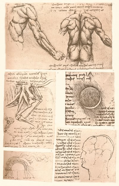 Vier anatomische tekeningen, ca. 1472-ca. 1519 door Leonardo da Vinci