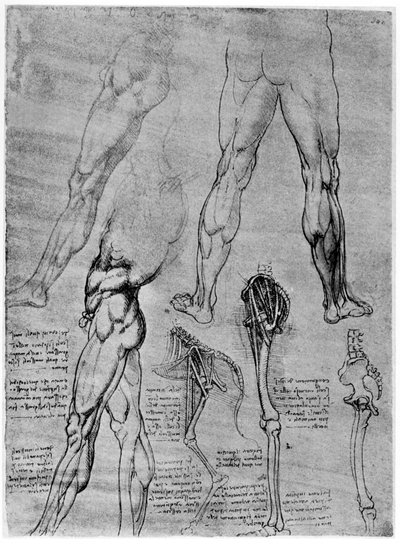 Studies in vergelijkende anatomie, 1506-1507 1954 door Leonardo da Vinci